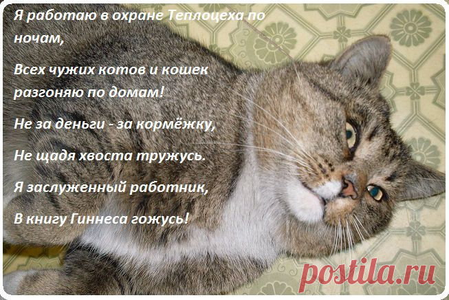 Любимчик, по имени Мурзик, с работы.