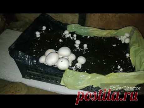 Шампиньоны , печерицы выращивание в домашних условиях.