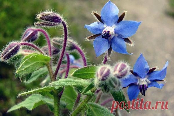 Огуречная трава (бораго): полезные свойства и противопоказания, посадка и уход, сорта, описание, применение в народной медицине и кулинарии, рецепты