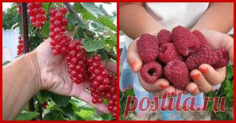 Моя любимая, дача в Instagram: «В десять раз больше урожай малины и смородины ⠀ Садовод-любитель Михаил Руденко из Москвы изобрел способ, позволяющий в 10 раз увеличить…»