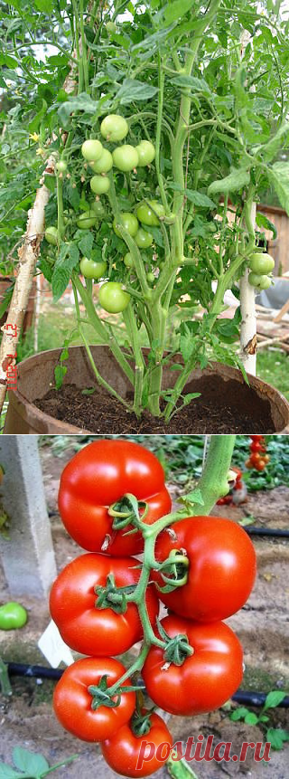 КАК ВЫРАСТИТЬ ПОМИДОРЫ В БОЧКЕ - ПРОСТО