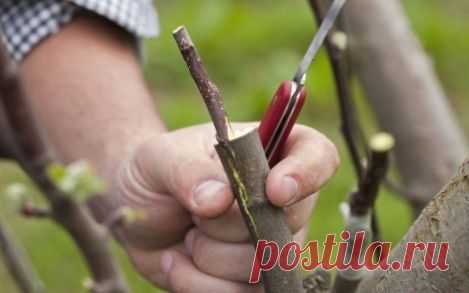 Как правильно привить плодовое дерево своими руками?