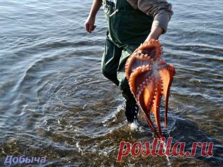 Холмск - Фото - Добыча