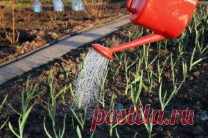 Как и чем удобрять чеснок в период активного созревания