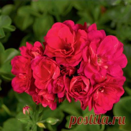 Пеларгония плющелистная Пёпл Сибил