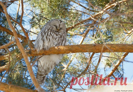 Автор фото: Анатолий Плоцкий.