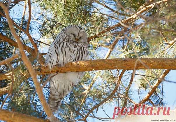 Автор фото: Анатолий Плоцкий.