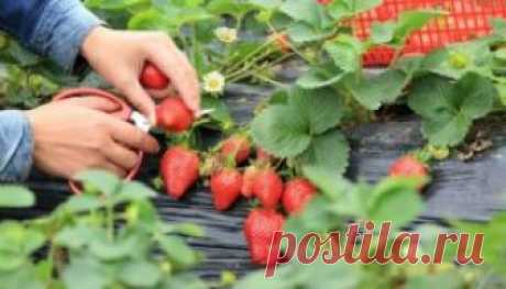 3 совета по выращиванию клубники!