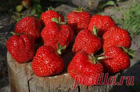 Крупная и сочная клубника: советы по посадке и уходу 
Привет всем читателям моего блога!
Сегодняшний пост будет полезен скорее для девушек, нежели для мужчин. Хотя кто знает, может, представители сильной половины проникнутся моим советом и намотают его …
