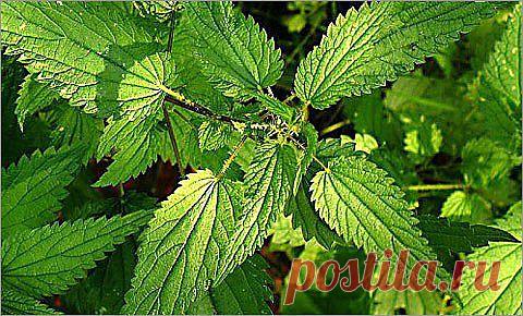 Новости интеллектуального развития: ЗУБНОЙ ПОРОШОК ИЗ КРАПИВЫ - отличное чистящее и лечебное средство.