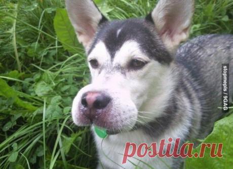 Страшные последствия укусов пчел отразившиеся на лице | Ультрамарин