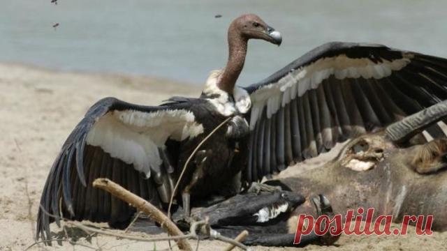 Занимательные факты о стервятниках — Наука и жизнь