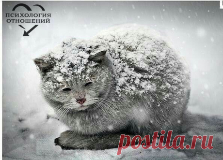 Скоро настанут холода... Пожалуйста, во время покупок, купите одну-две дешевые сосиски в отдельный пакет, покормите бездомных животных.