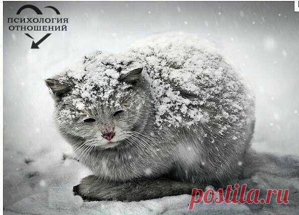 Скоро настанут холода... Пожалуйста, во время покупок, купите одну-две дешевые сосиски в отдельный пакет, покормите бездомных животных.