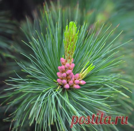 Восторг, как цветут хвойники!.