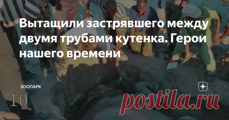 Вытащили застрявшего между двумя трубами кутенка. Герои нашего времени