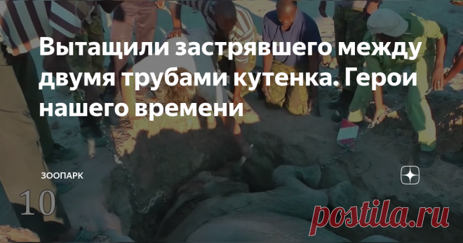 Вытащили застрявшего между двумя трубами кутенка. Герои нашего времени