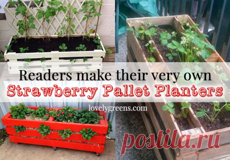 Strawberry Pallet Planters Readers use Lovely Greens DIY instructions to make their own Strawberry Pallet Planters