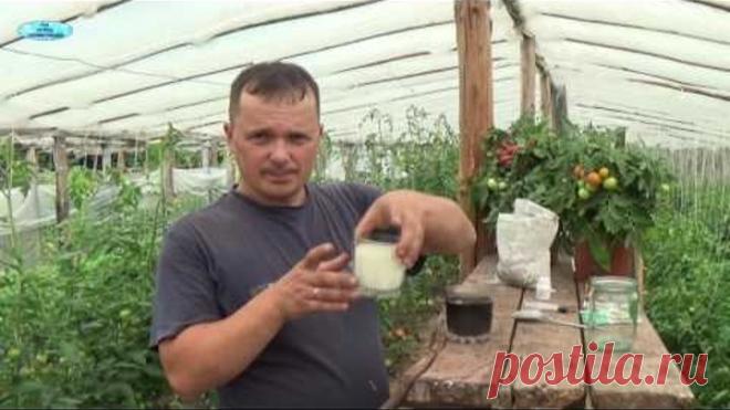 Просто ОТЛИЧНЫЙ СПОСОБ ПОВЫШЕНИЯ ЗАВЯЗИ НА ПОМИДОРАХ!!!!!