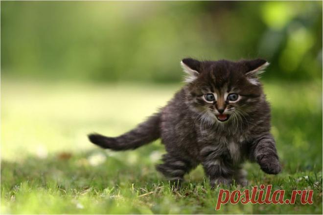 Фото жизнь - JAndrei - Муркины рассказки. - Шкода