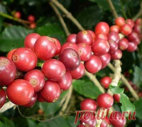 Café Catuai Vermelho Nome científico: Coffea arabica Em geral, cafés têm origem africana. O Café Catuaí foi obtido pelo cruzamento de “Caturra Amarelo”, com “Mundo Novo”. Essa nova combinação foi denominada de Catuaí, tendo como características principais o porte baixo, tipo Caturra, e a rusticidade e resistência do café “Mundo Novo”. Este cultivar foi liberado para fins comerciais pelo Instituto Agronômico de Campinas em 1972. A espécie produz cafés de qualidade, finos e ...