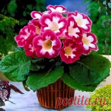 Глоксиния Бланш де меру: фото и уход Глоксиния Бланш де меру (Blanche de meru) - описание сорта, саженцы, фото и характерные особенности