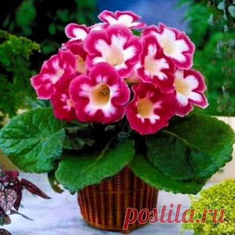 Глоксиния Бланш де меру: фото и уход Глоксиния Бланш де меру (Blanche de meru) - описание сорта, саженцы, фото и характерные особенности