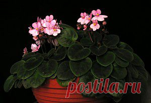 Комнатные растения