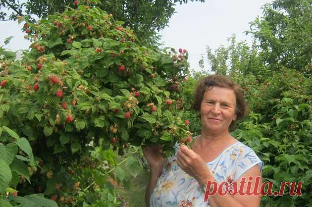 Сода против малинного жука 
Урожайность малины – очень важный показатель при выборе сорта, но многое зависит и от ухода за растениями. Очень часто эта ягодная культура страдает от личинок малинного жука. Многие дачники защищают…