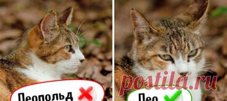 Я 11 лет работаю зоопсихологом и расскажу о неожиданных вещах, которые стоит знать каждому кошатнику