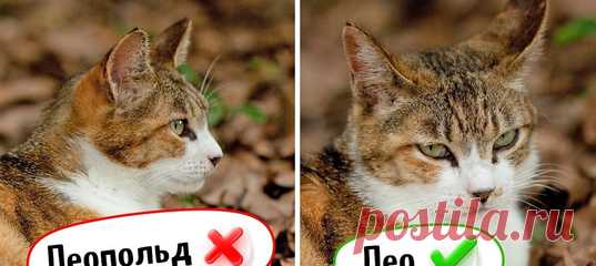 Я 11 лет работаю зоопсихологом и расскажу о неожиданных вещах, которые стоит знать каждому кошатнику