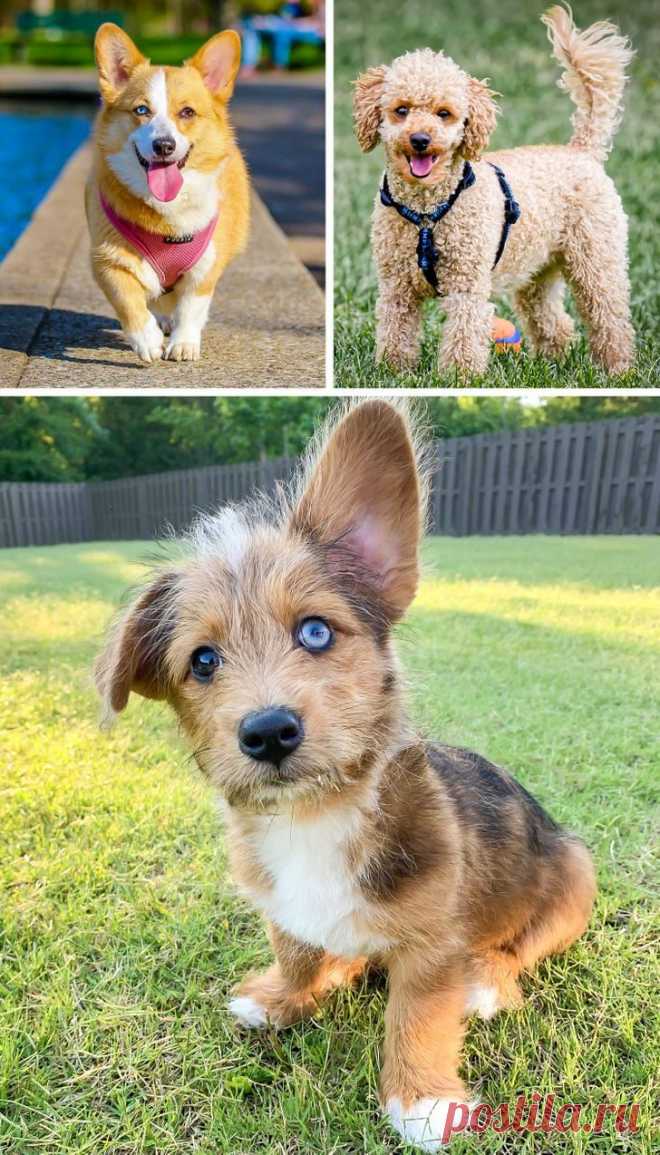 Собаки-метисы, которые своей красотой затмят чистокровных собратьев