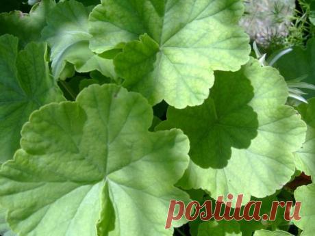 Народные средства от болезней | Записи в рубрике Народные средства от болезней | Дневник SNEJANA111