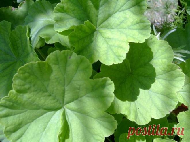 Народные средства от болезней | Записи в рубрике Народные средства от болезней | Дневник SNEJANA111