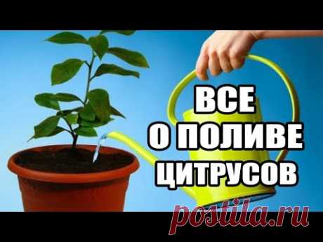 Полив домашнего лимона.Золотые правила полива,ошибки полива цитрусов в домашних условиях