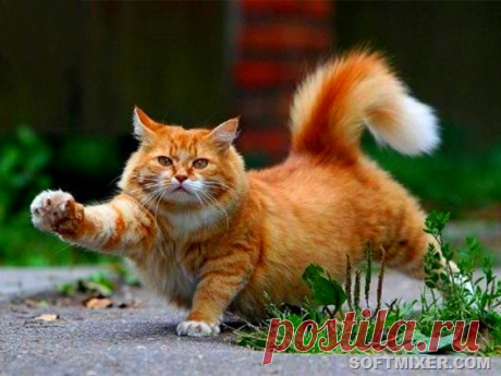 Рыжий кот - примета счастья