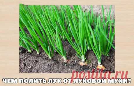 Чем полить лук от луковой мухи