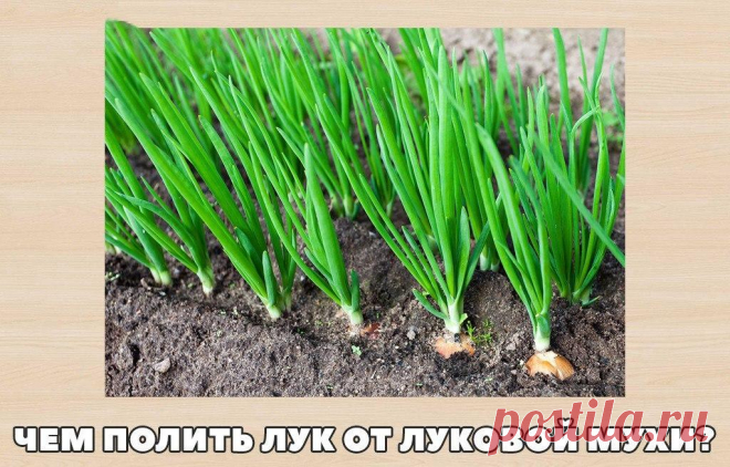 Чем полить лук от луковой мухи