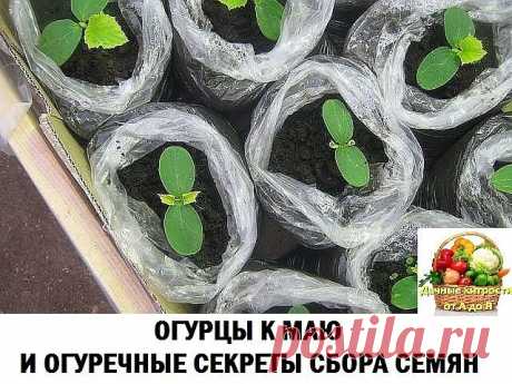 ОГУРЦЫ К МАЮ И ОГУРЕЧНЫЕ СЕКРЕТЫ СБОРА СЕМЯН