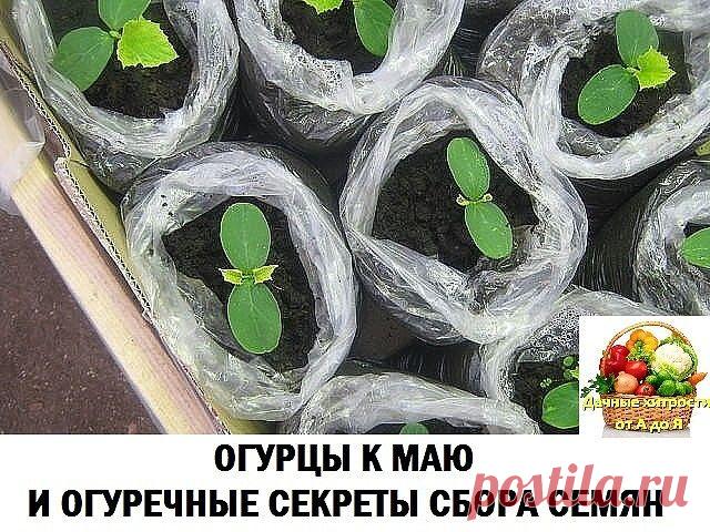 ОГУРЦЫ К МАЮ И ОГУРЕЧНЫЕ СЕКРЕТЫ СБОРА СЕМЯН