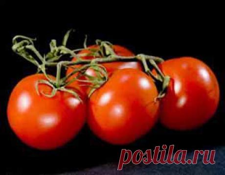 Томат (Помидор) | Индасад.ру
