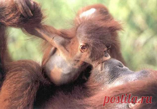 Пуси-пуси юмор для девушек и женщин. Картинки с юмором прикольные. Подборка  №ofigennaja-pusi-24020722052020 | Офигенная