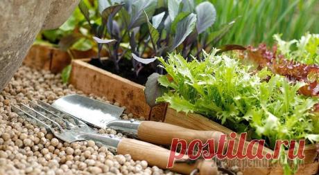 Высадка рассады овощных и декоративных культур – благоприятные дни в 2017 году Который год удивляетесь, почему у соседа богаче урожай? Возможно, он высаживает рассаду в благоприятное для этого время. Какие дни в 2017 году будут наиболее подходящими, расскажет наша статья. Для то...