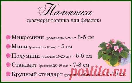 5 моих категоричных «Нет» в уходе за фиалками. Каждый раз убеждаюсь, что из-за них люди губят свои цветы | Секреты сада и дачи | Яндекс Дзен