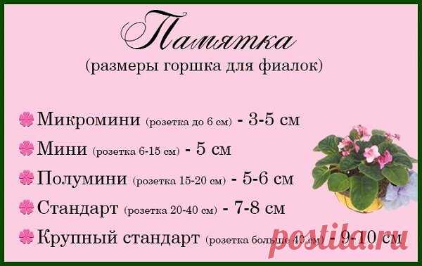5 моих категоричных «Нет» в уходе за фиалками. Каждый раз убеждаюсь, что из-за них люди губят свои цветы | Секреты сада и дачи | Яндекс Дзен