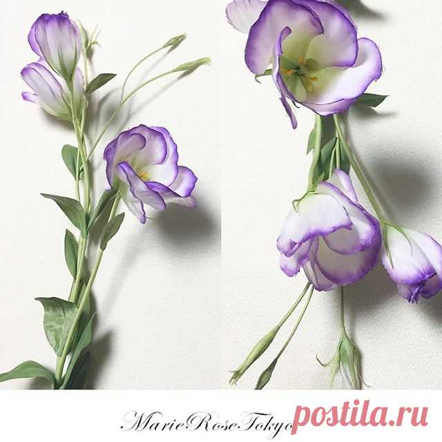 marie_rose_tokyo • View Yoko Asai🌺 ( @marie_rose_tokyo )'s Instagram Account