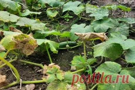 Эта подкормка способна обмануть саму природу: рецепт проверенный временем. Без фосфора сложно представить развитие корневой системы, рост побегов, появление завязей и созревание огурцов. 