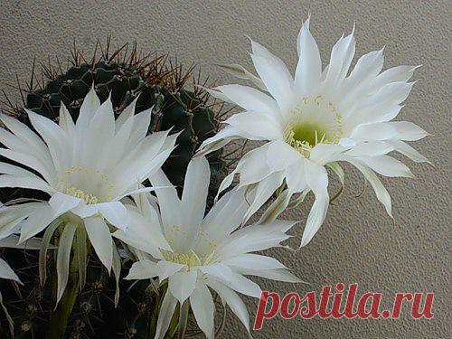 Тараторка — «колючка» на Яндекс.Фотках