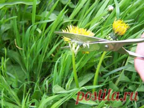 Варенье из одуванчиков - необыкновенно вкусно и полезно!