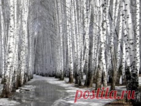 Способы сбора берёзового сока. | ВЫЖИВАЙ.РУ